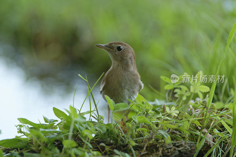 夜莺（Luscinia megarhynchos）